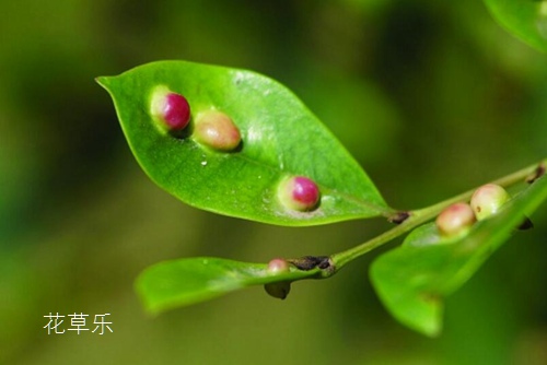 二手佳能微距镜头——久久综合九色欧美综合狠狠，解锁微观世界的摄影秘籍