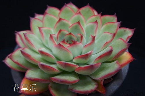 美图动漫人物久久综合九色欧美综合狠狠，探索二次元世界的艺术魅力与无限想象