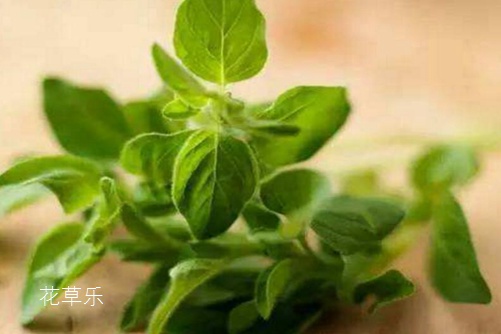 薰衣草精油和功效——国产欧美性爱欧美性爱亚洲，甜蜜挑战，爱情的另类解读