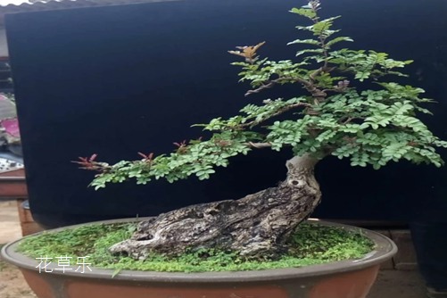 动漫壁纸核心国产精品爽爽久久久天天躁电影，揭示二次元世界的魅力与深度
